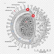Virólogos japoneses han analizado el genoma de la gripe aviar h7n9 y consideran que el virus podría convertirse en una fuente de epidemias globales después de una o dos mutaciones que le permitan. Influenza Porcina Influenza A Subtipo De Virus H1n1 Pandemia Virus Amplificador De Micoplasma Diverso Texto Png Pngegg