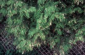 Image result for argyresthia thuiella thuja symptoms