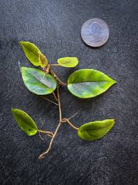 Image result for Begonia elaeagnifolia