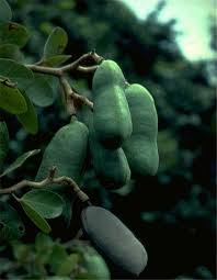 Image result for Hymenaea