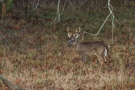 Hair on the side of the deer will be thinner, brown, and not as coarse and should signal a good hit. 2017 2018 Hunting Regulations Major Changes Georgia Wildlife Blog