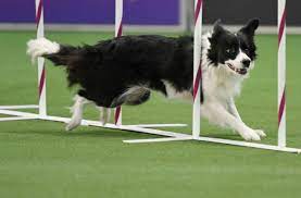 2021 National Agility Championship Preferred Finals Results
