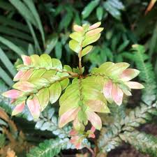 Image result for Anisophyllea