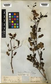 Image result for Caesalpinia cassioides