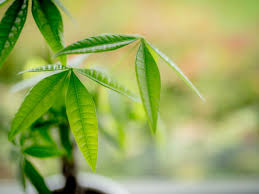 Depending on the conditions, this may be once a week or once a month. How To Grow And Care For A Money Tree Plant Hgtv