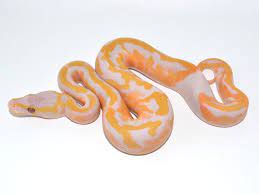 Pastel Dreamsicle Morph List World Of Ball Pythons Ball Python Morphs Ball Python Snake