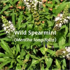 Image result for Eugenia natalitia