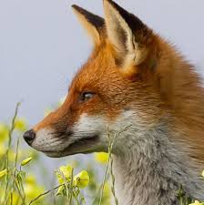 He is affiliated with medical facilities edward hospital. Eko Lisek Home Facebook