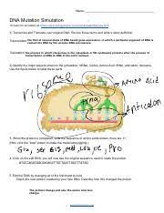 (a) neutral (b) missense (c) frameshift (d) nonsense. Sharp Dna Mutation Simulation Worksheet Pdf N Dna M S U200b A 1 T T Dna Dna R The First Of Several Steps Of Dna Based Gene Expression In Which A Course Hero