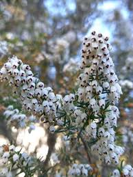 Image result for Erica arborea