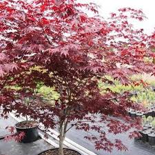 Some recessed lighting in the right amount creates more when the kitchen has very limited space, you better set the kitchen counter in lighter color such as semi white color. Japanese Maples Page 3 Essence Of The Tree