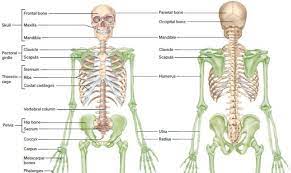 Learn About The Human Skeletal System Human Skeleton Bones In The Body What Are Major Functions Of The Human Skeletal System Human Skeleton Skeletal System