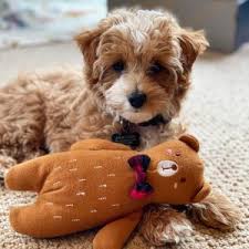 Use the search tool below and browse. Havapoo Puppies For Sale In The U S Top 5 Breeders 2021 We Love Doodles