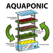 How To Build An Aquaponics System The Aquaponics Guide