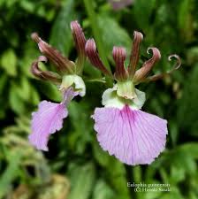 Image result for Eulophia guineensis