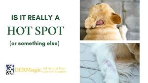 Image result for hotspot dogs