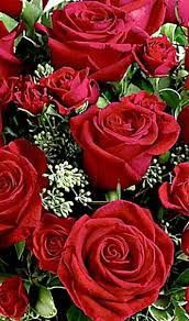 Pin By Sergej Ustinov On Rosas E Flores Flowers Red Roses Love Flowers