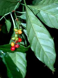 Image result for Psychotria peduncularis
