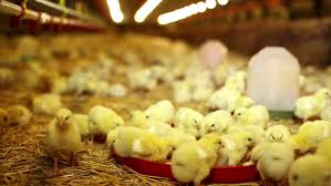 Download How To Start Successful Poultry Farming Business Latest Method Benefits Unknown Facts