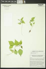 Image result for Acalypha brachystachya