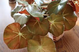 Image result for Begonia pulcherrima