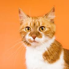 ‪Discovering the World of Ginger Cats‬‏