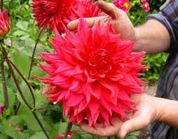 Посмотрите твиты по теме «#gartenblumen» в твиттере. 5 Gartenblumen Die Auch Im Herbst Herrlich Weiterbluhen