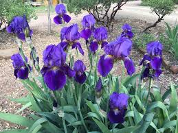 Iris 'Sable'