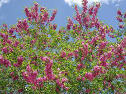 Everything is blooming leaves and flowers and my purple robe locust tree is still bare with no buds showing. Purple Robe Locust Facilities