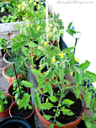 If you constantly overwater tomatoes, their roots will rot. How To Grow Tomatoes In Pots Foxy Folksy