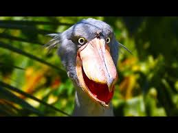 Check spelling or type a new query. Shoebill Stork Prehistoric Dinosaur Looking Bird Youtube