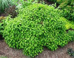 Learn2grow Dogwood Shrub Bushes And Shrubs Twig Dogwood