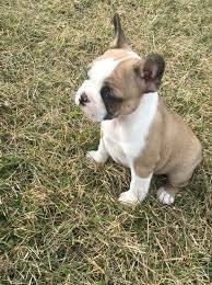 This Is Our New Frenchton Puppy Eloise 6 Weeks Old Still With Breeder Cute Little Animals Puppies Cute Animals
