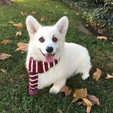 Adorable Black And White Corgi Puppy Winston The White Corgi On Instagram Thanks For Letting Me Into Your Heart Love Me Happythanksgiving Corgi Cute Corgi Corgi Dog