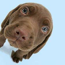 Here's a list of funny dog names for boy dogs from our easy to use puppy name generator! Fun Dog Names After Gambling Terms
