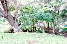 Image result for Cyathea capensis