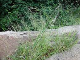 Image result for Eragrostis atrovirens