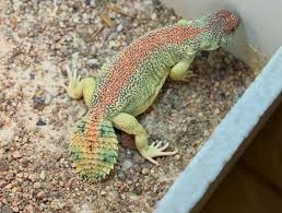 Image result for Urochloa comata