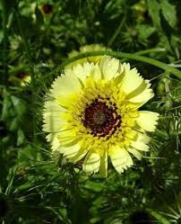 Image result for Tolpis capensis