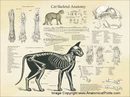 Maybe you would like to learn more about one of these? Cat Skeleton Parts Tskgameart