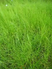 Image result for Hemarthria