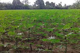 Pemanfaatan ubi jalar sebagai bahan pangan alternatif bisa digenjot dengan memaksimalkan lahan tidur ataupun hasil pembagian lahan oleh pemerintah. Setitik Harapan Petani Ubi Kayu Di Sumut Balitkabi
