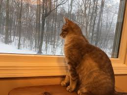 Cleaning and smelling cat urine spray around your home can be an unpleasant experience. 5 Ways To Stop A Cat From Spraying In The House Pethelpful