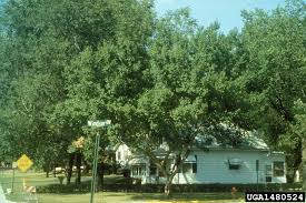 Image result for Ulmus parvifolia