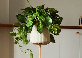 Image result for Epipremnum en casa
