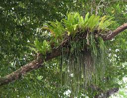 Image result for Vittaria guineensis