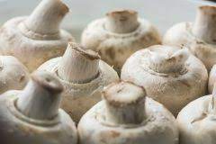 Mögliche verdauungsprobleme lassen sich vermeiden, wenn sie nur geringe mengen der pilze als rohkost verzehren. Ist Der Champignon Schlecht So Erkennen Sie Es