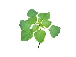 Image result for Acalypha indica