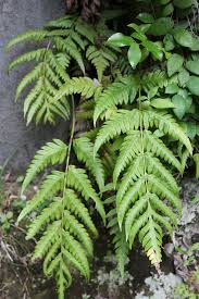 Image result for Lindsaea ensifolia