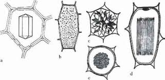 The vacuoles contain cell sap, which is a solution of sugars, amino acids, mineral salts, waste chemical and anthocyanin pigments. Nonprotoplasmic Ergastic Cell Contents Covering Trichomes
